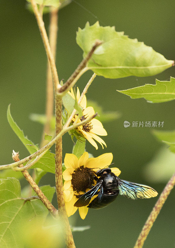 热带木蜂，Xylocopa latipes，采食花;印度